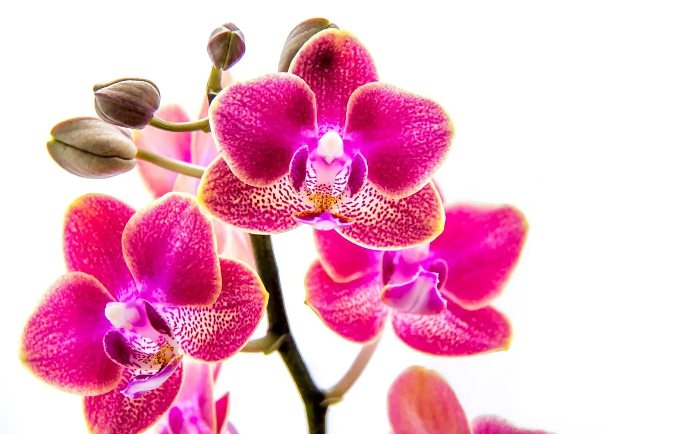 Фото обои белый фон, орхидеи, бутоны, розовые орхидеи
