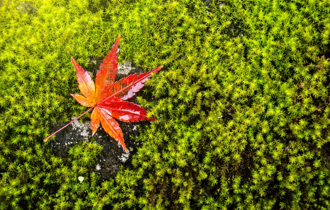Фото обои осень, трава, лист, зеленый, фон, мох, клен, autumn
