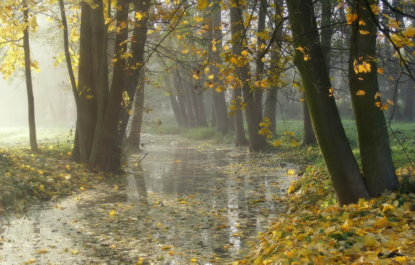 Фото обои осень, листья, природа, туман, парк
