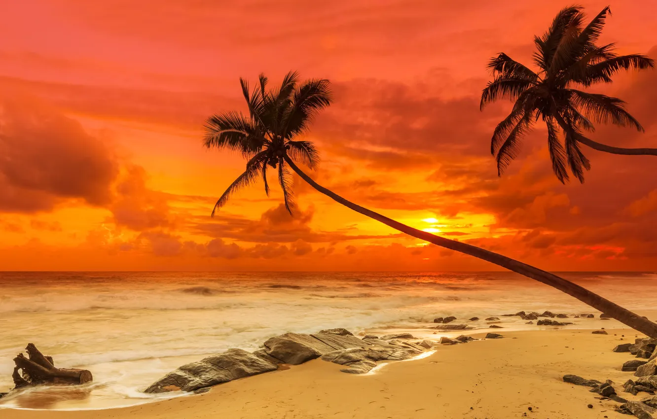 Фото обои песок, море, пляж, закат, пальмы, берег, beach, sea