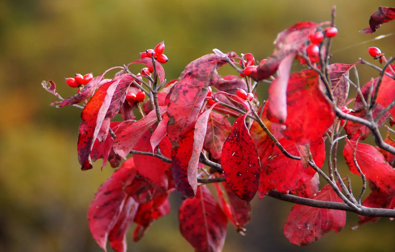 Фото обои осень, листья, ягоды, ветка, красные