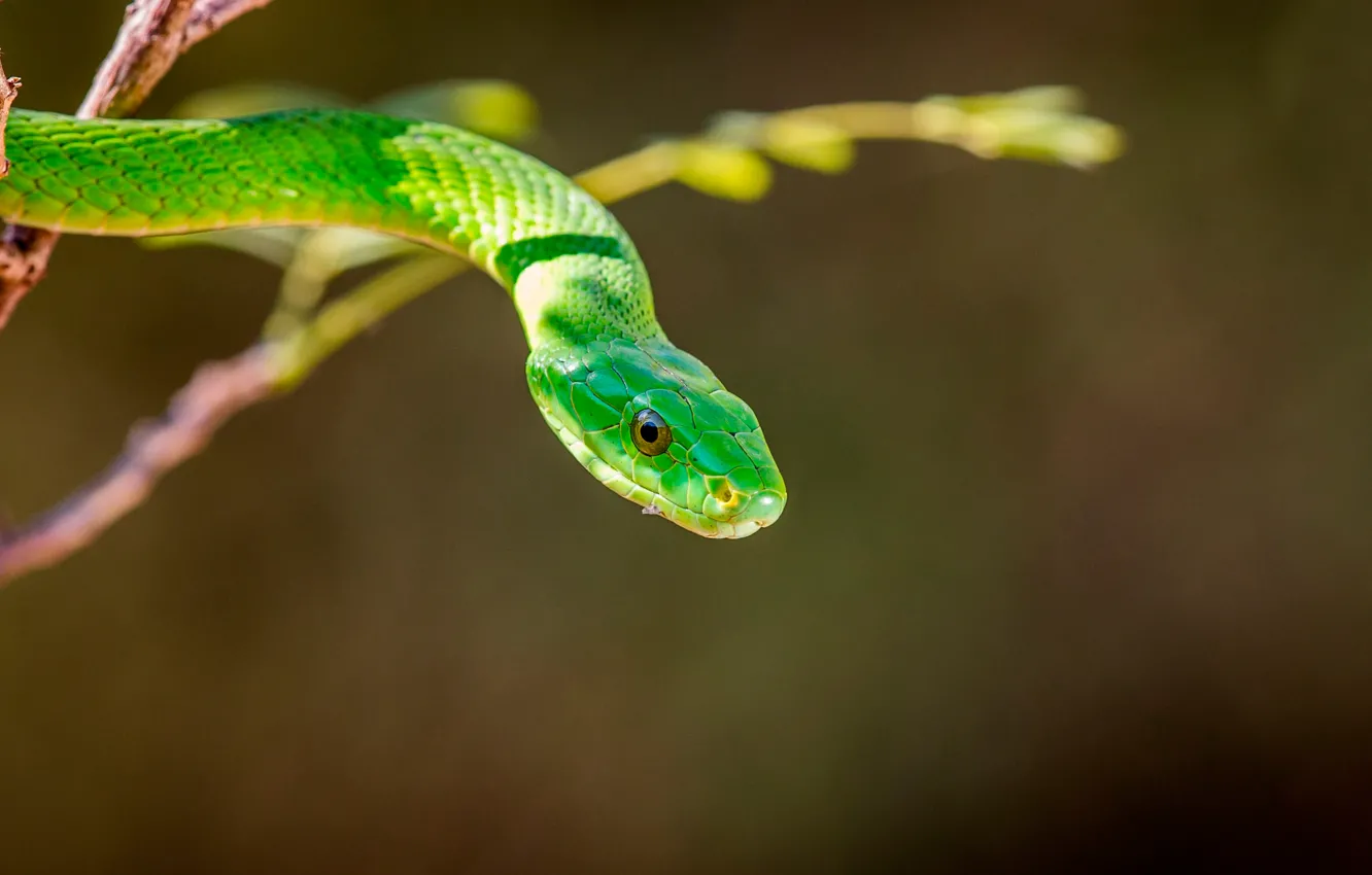 Фото обои змея, зелёная, Green mamba, мамба