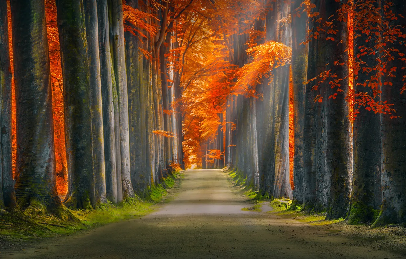 Фото обои дорога, осень, лес, листья, деревья, ветки, парк, аллея