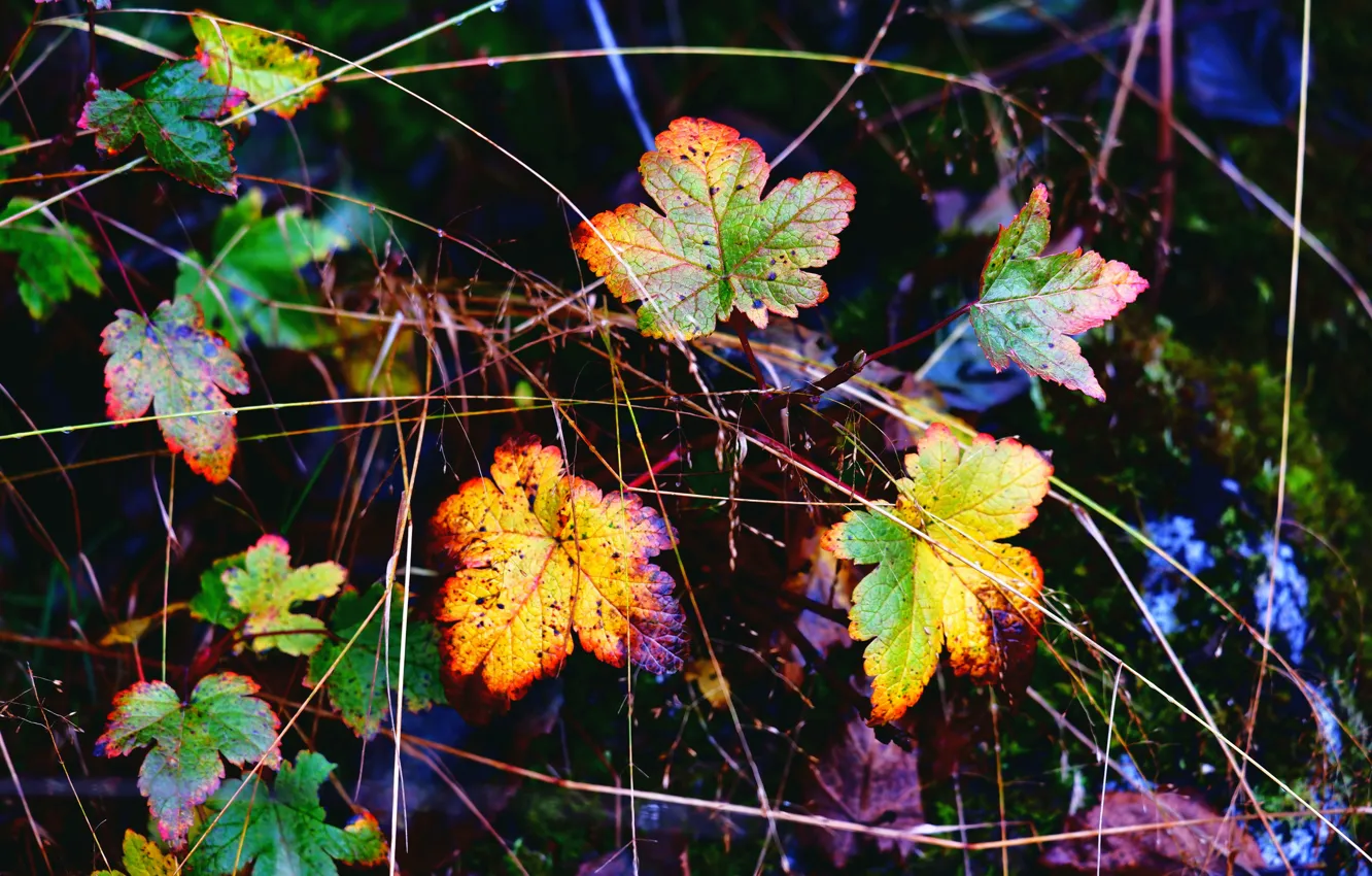 Фото обои осень, листья, краски, композиция