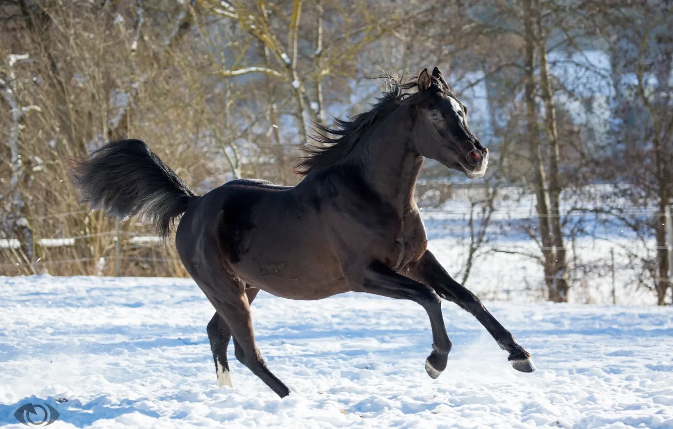 Фото обои конь, лошадь, бег, грация, позирует, вороной, (с) OliverSeitz
