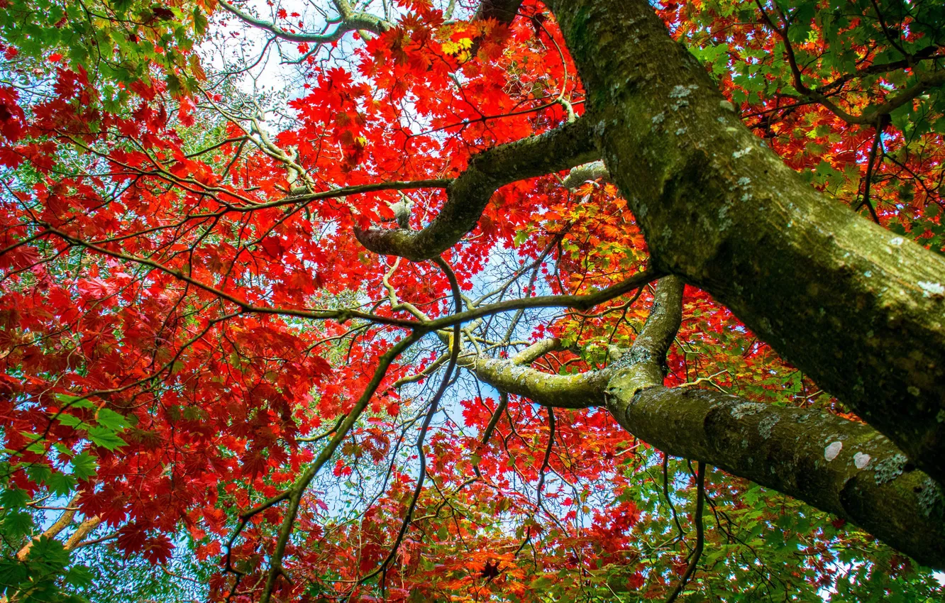 Фото обои осень, ветки, дерево, клён