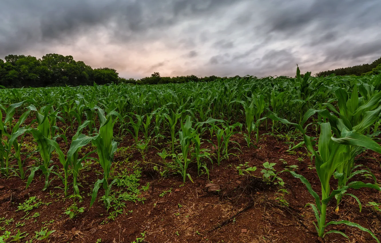 Фото обои поле, природа, кукуруза
