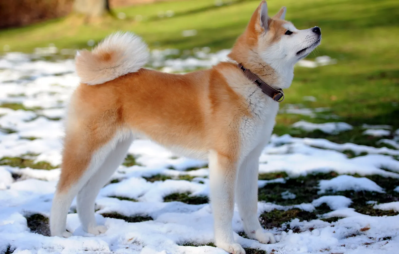 Фото обои снег, друг, собака, весна, щенок, ошейник, акита-ину