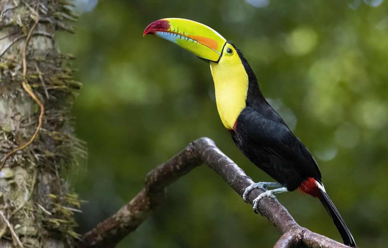 Фото обои природа, птица, тукан