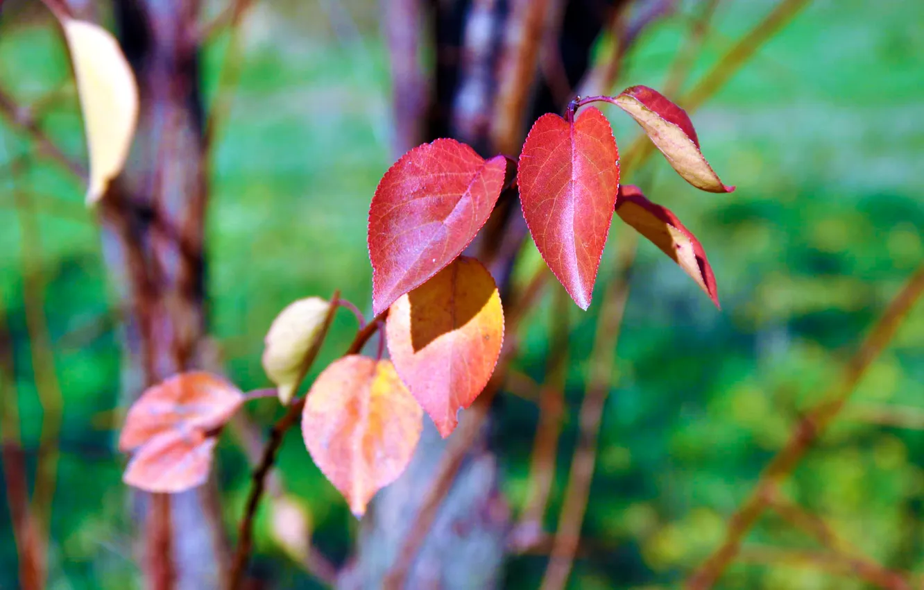 Фото обои осень, листья, солнце, дерево, ноябрь
