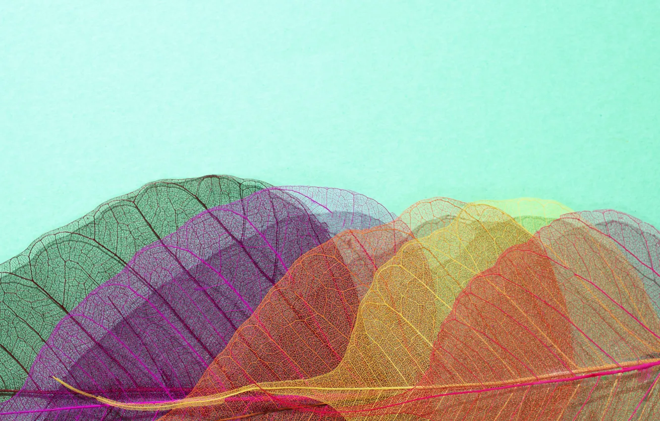 Фото обои листья, фон, colorful, abstract, texture, background, autumn, leaves