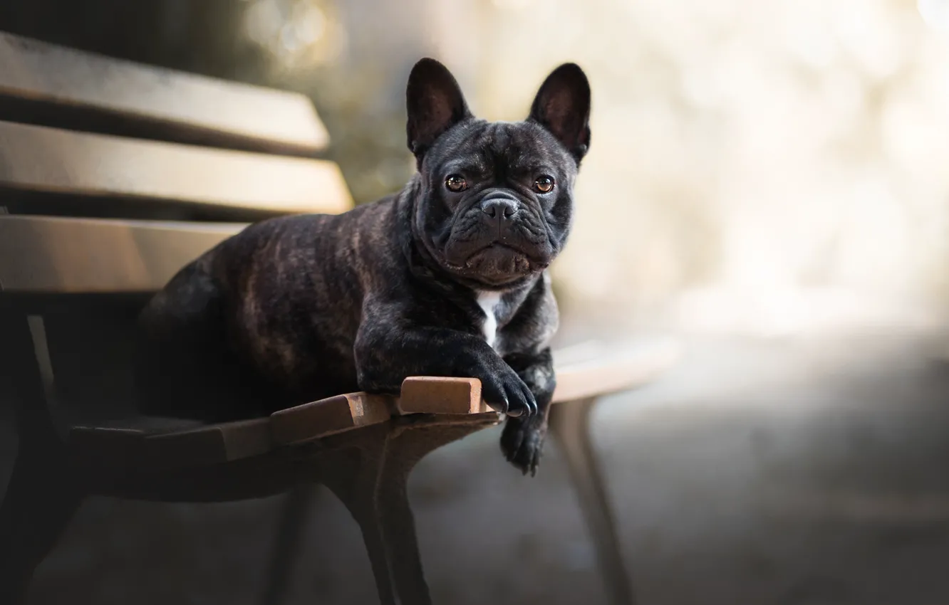 Фото обои взгляд, морда, собака, скамья, боке, Французский бульдог