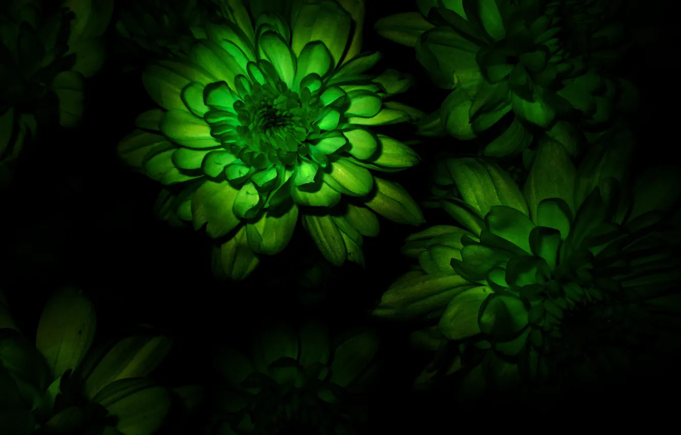 Фото обои цветок, макро, букет, flower, Хризантема, Chrysanthemum