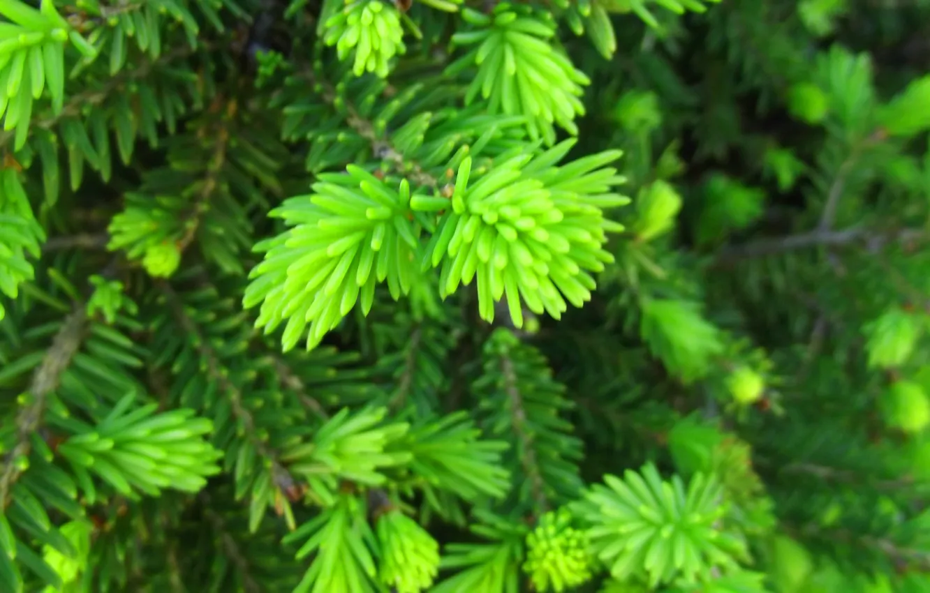 Фото обои макро, зеленый, елка