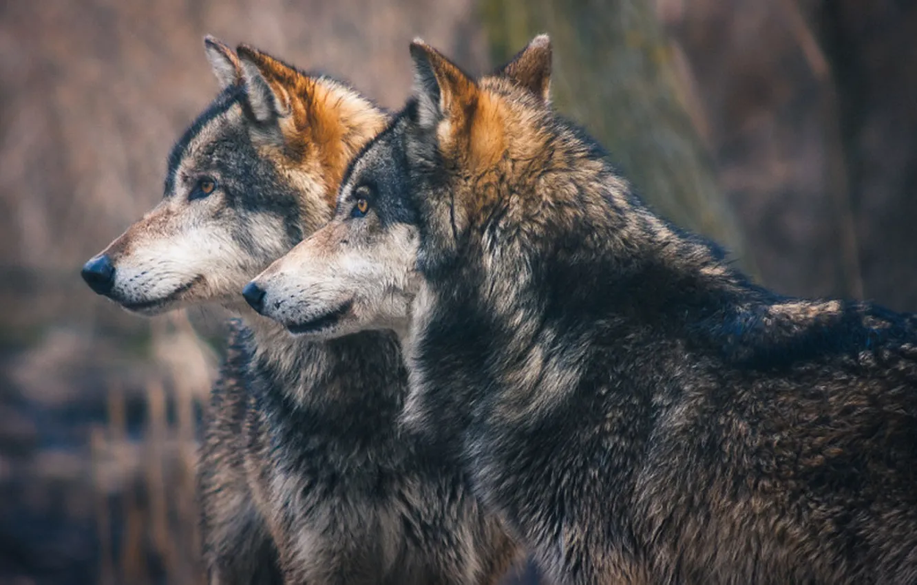 Фото обои nature, predator, animal, wolf, wildlife, portrait, portrait., Canis lupus. face