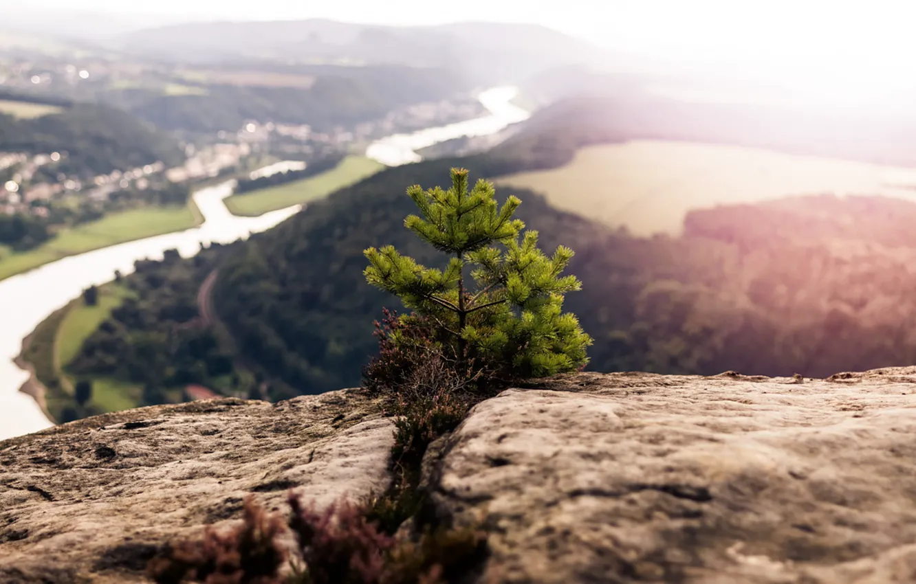 Фото обои rock, river, mountain, valley, top, sunlight, pine