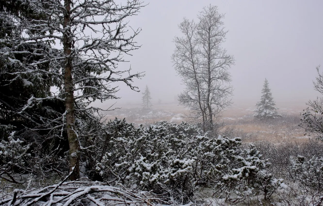 Фото обои зима, снег, пейзаж, природа, туман, красота