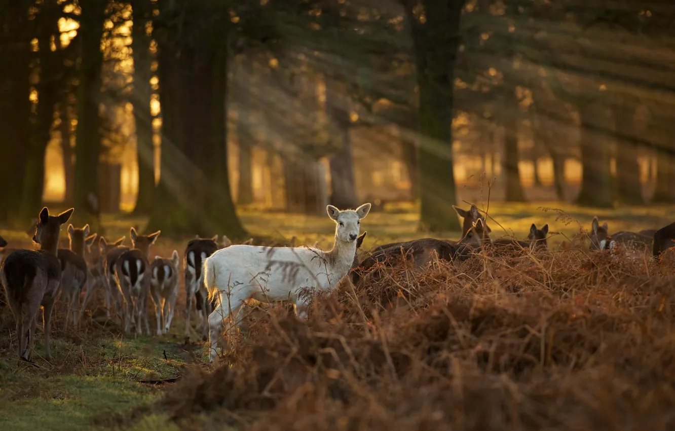 Фото обои лес, олени, The White Faun