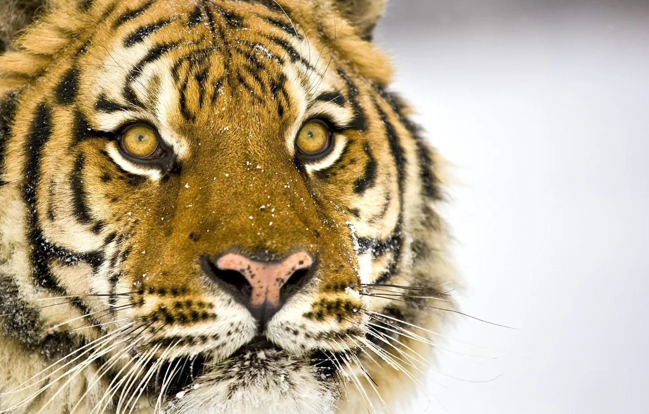 Фото обои Тигр, Снег, Усы, Глаза, Морда, Нос