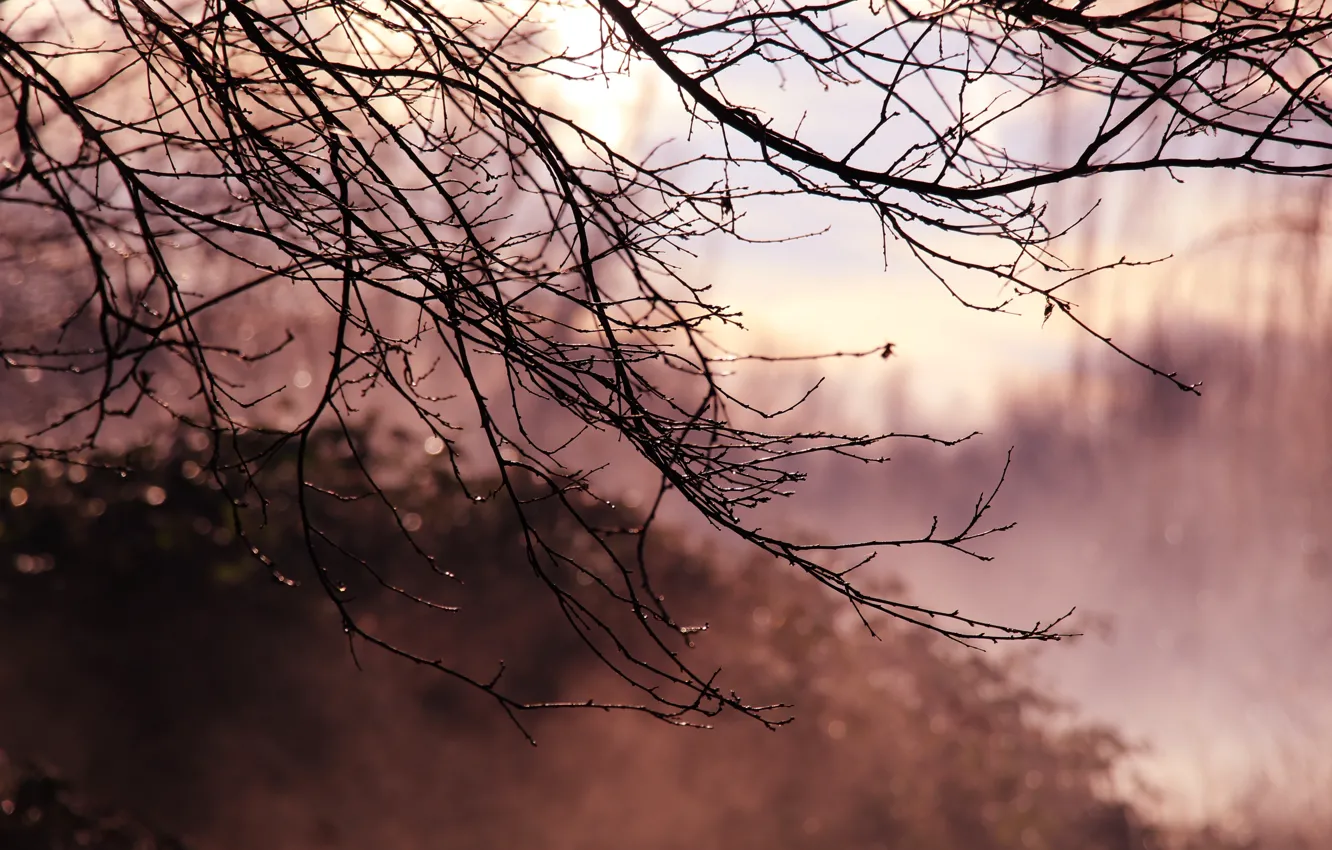 Фото обои forest, park, autumn, tree, twig