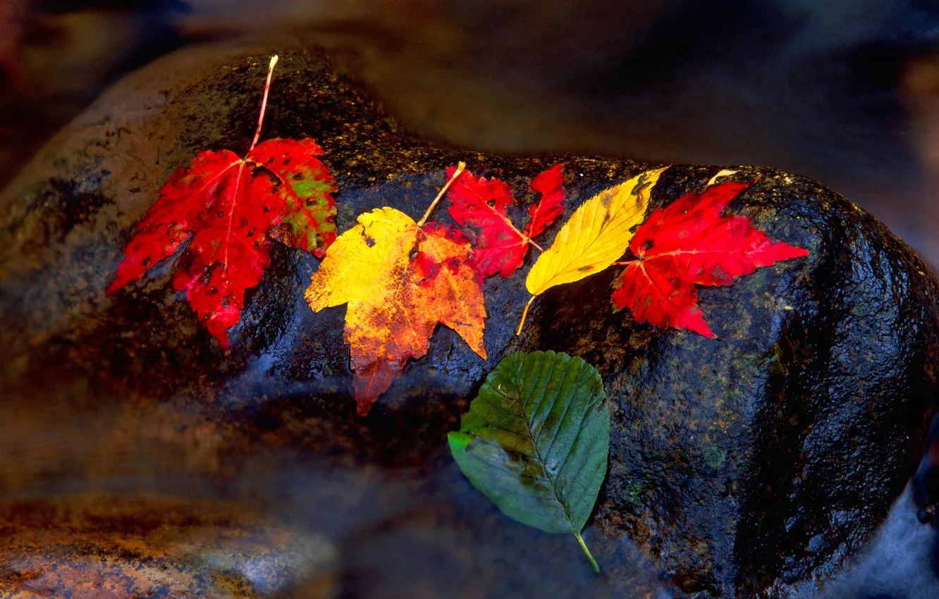 Фото обои осень, листья, вода, природа, ручей, камень