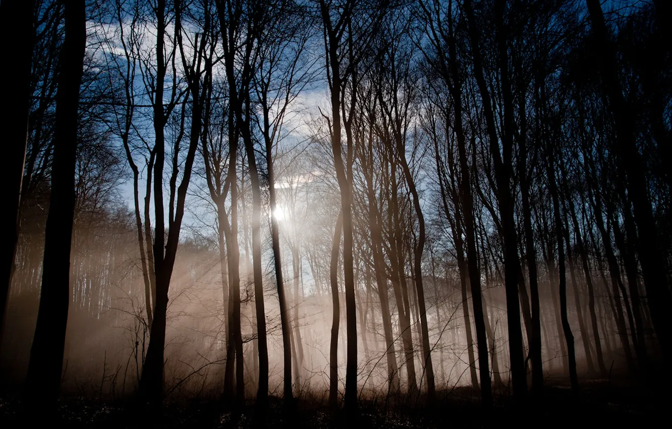 Фото обои лес, лучи, деревья, природа, туман