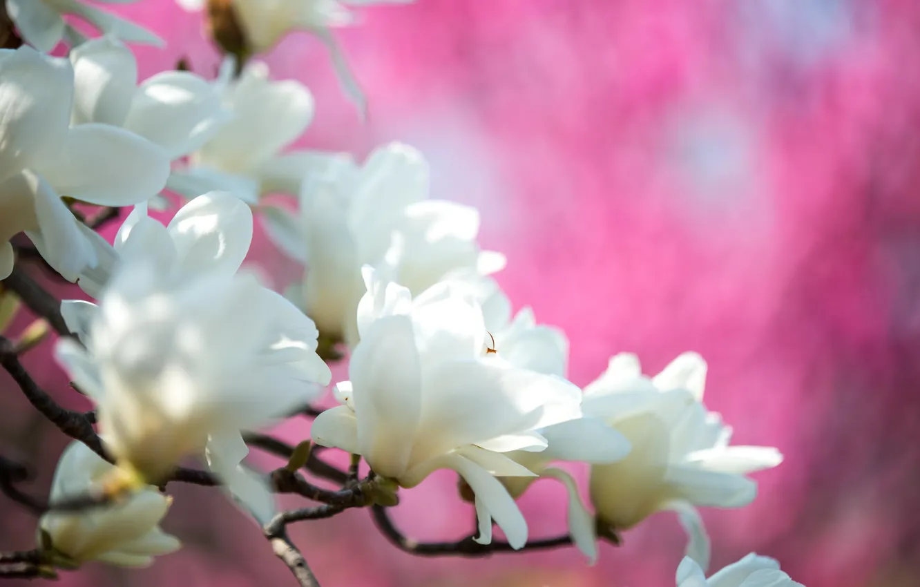 Фото обои цветы, весна, магнолия, тюльпановое дерево