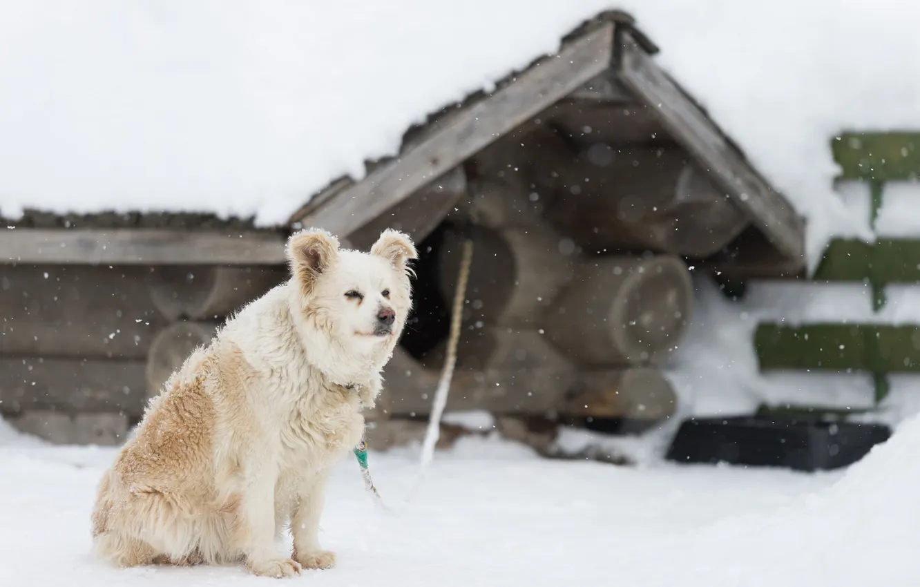 Фото обои взгляд, снег, друг, собака