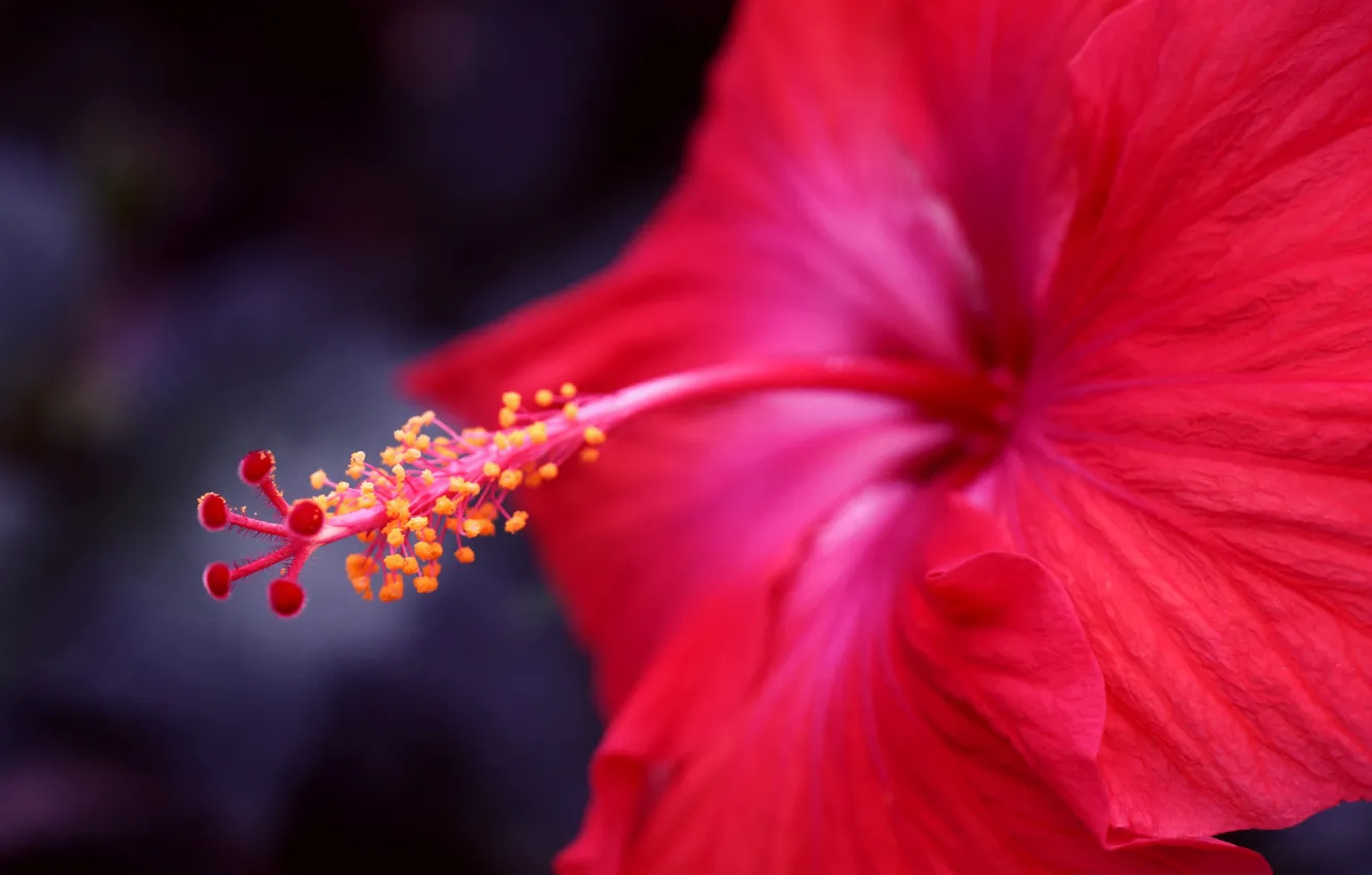 Фото обои цветок, макро, красный, фокус, гибискус