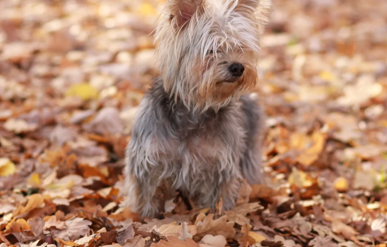 Фото обои осень, ёрк, фифа, веселая собака