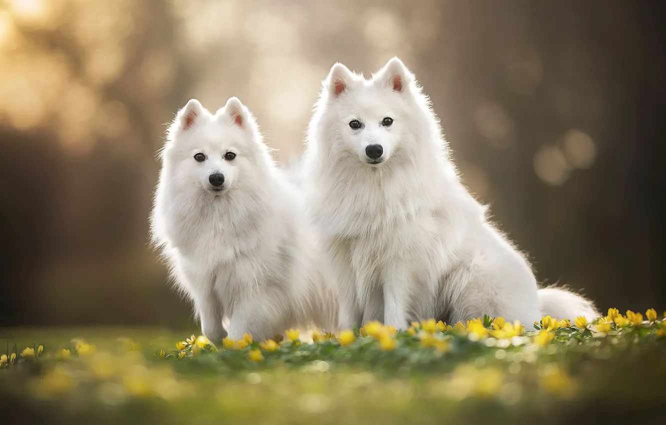 Фото обои цветы, парочка, боке, две собаки, Японский шпиц
