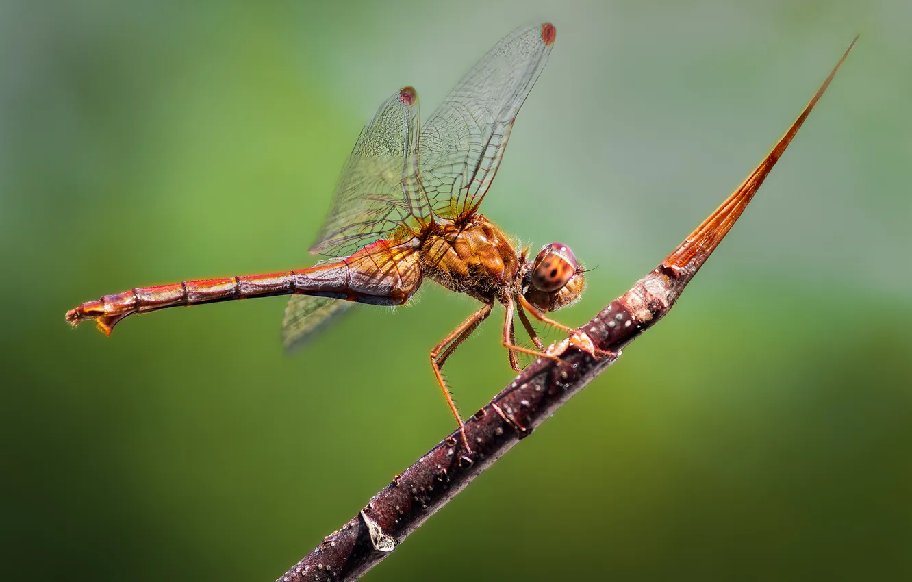 Фото обои flying, dragonfly, insect