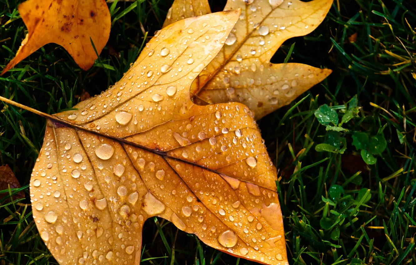 Фото обои осень, капли, макро, лист