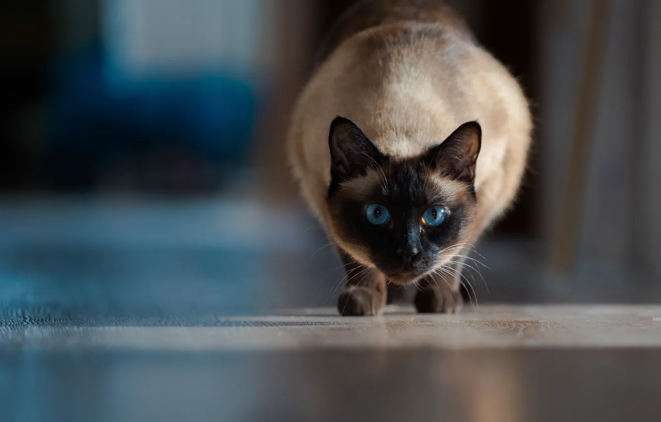 Фото обои кошка, взгляд, голубые глаза, боке, Сиамская кошка