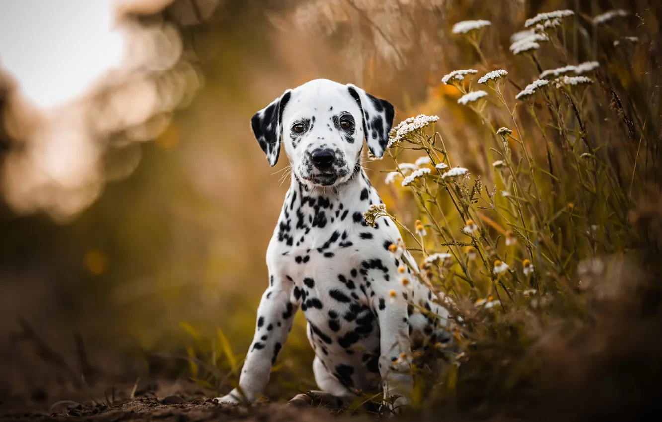 Фото обои взгляд, природа, поза, собака, мордашка