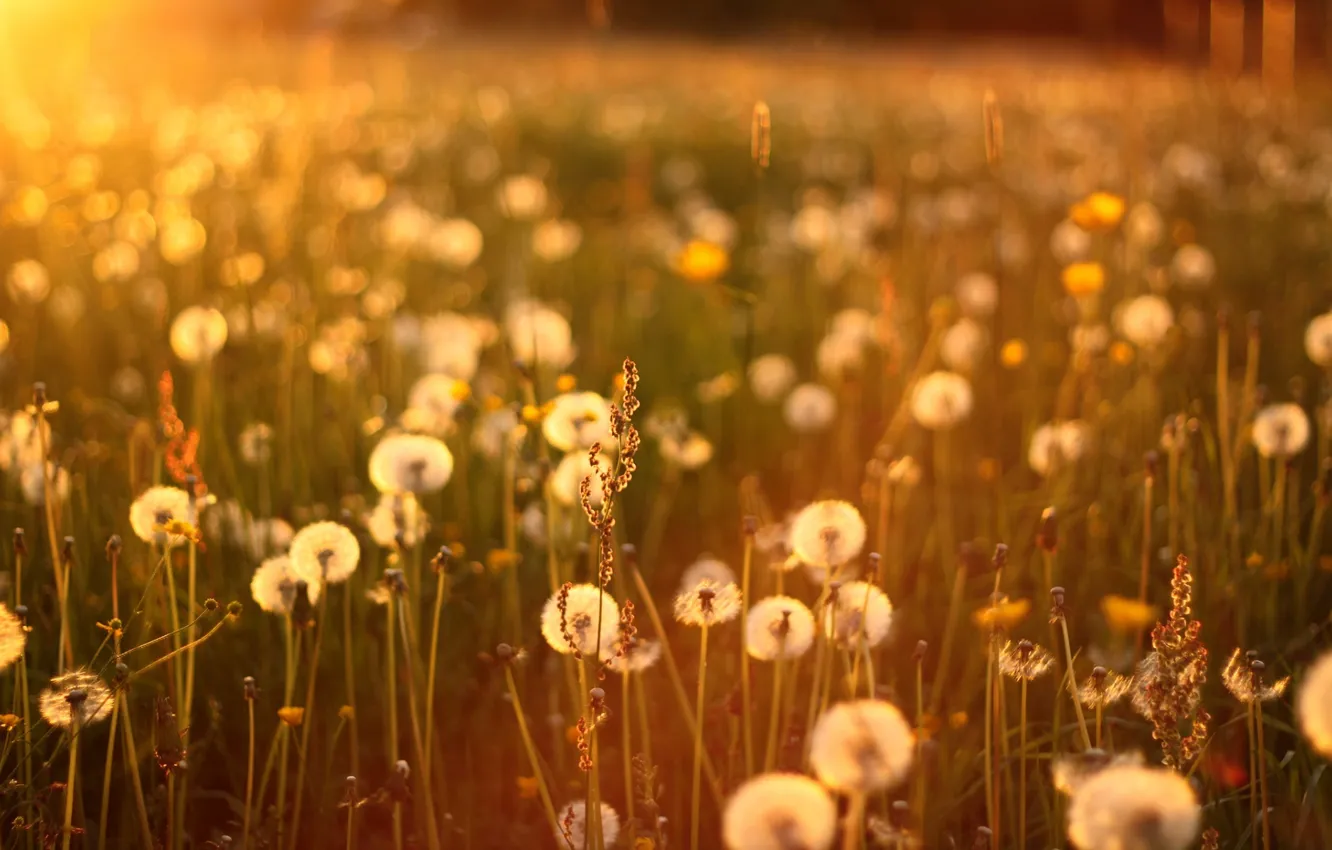 Фото обои трава, солнце, закат, одуванчики, sunset, sun