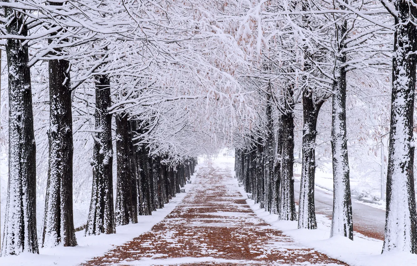Фото обои зима, снег, деревья, парк, аллея, trees, landscape, park