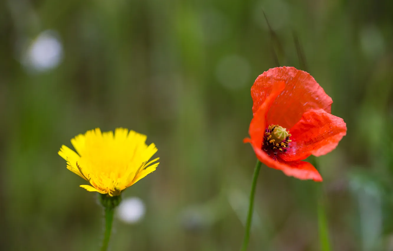 Фото обои поле, мак, лепестки, луг