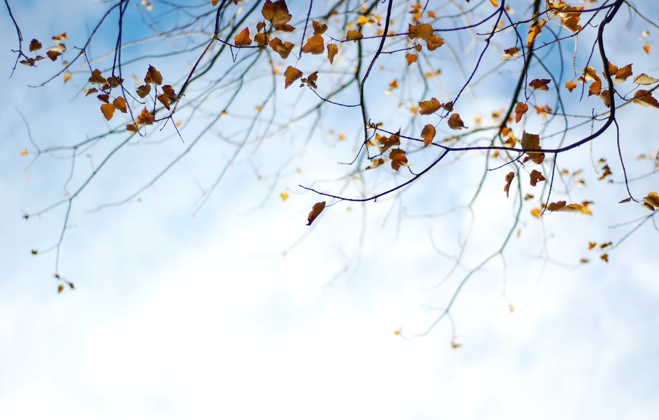 Фото обои осень, небо, листья, природа, фон, обои, растения, ветка