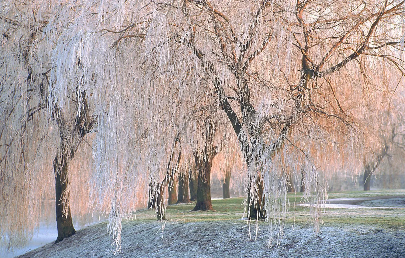 Фото обои зима, иней, деревья, природа, ивы