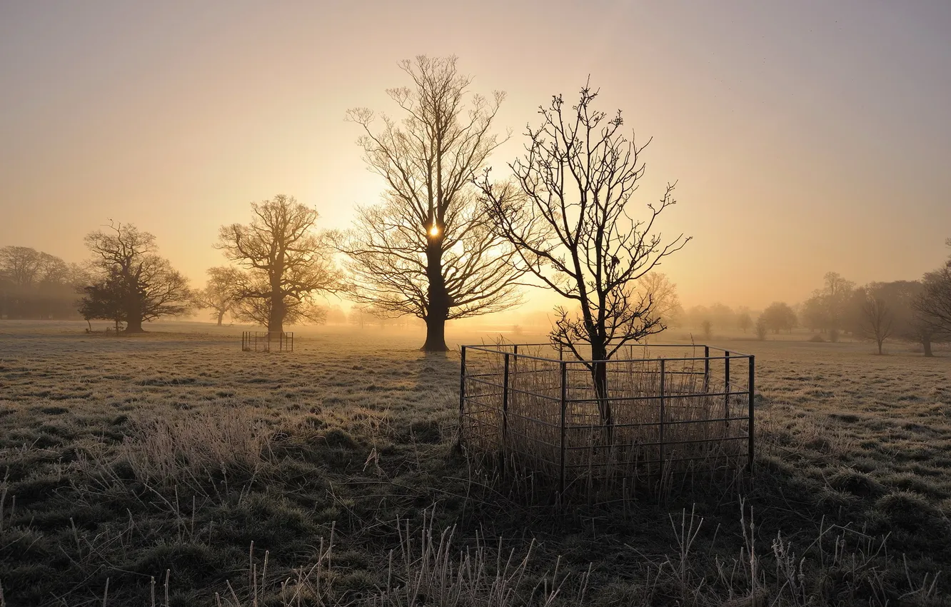 Фото обои поле, деревья, туман, утро