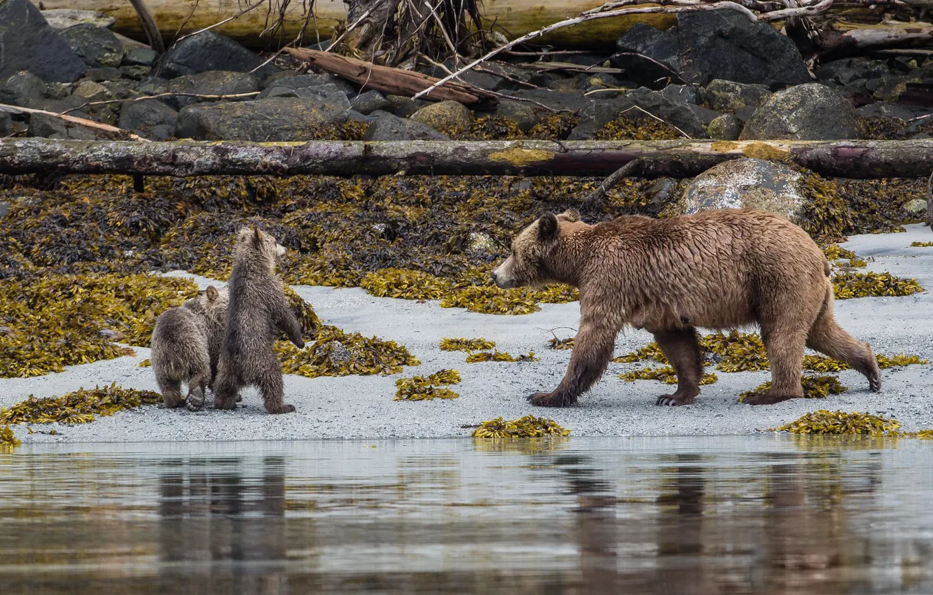 Фото обои Beach, Grizzly, Bears