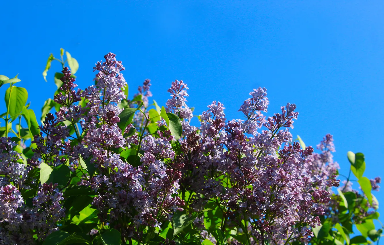 Фото обои flower, spring, lilac, twigs, blooming