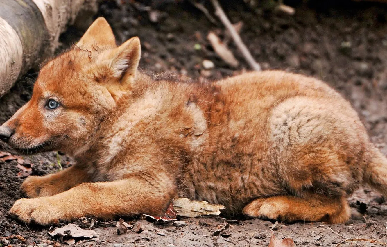 Фото обои nature, face, animal, wolf, wildlife, head, fur, mammal
