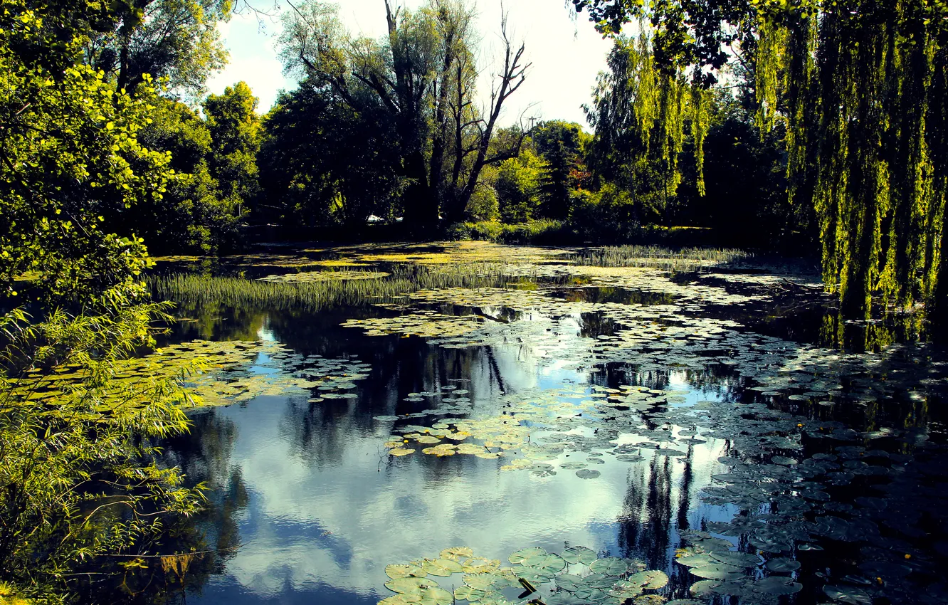 Фото обои park, lake, pond