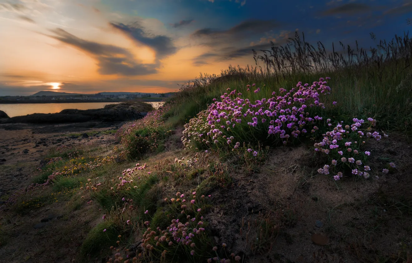 Фото обои море, закат, цветы, побережье, Шотландия, Scotland, Эли, Elie