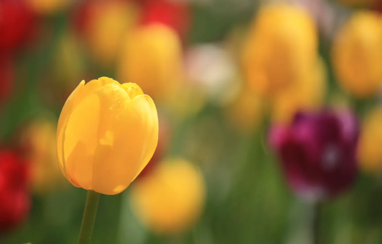 Фото обои цветок, макро, капельки, тюльпан, фокус, весна, бутон, боке