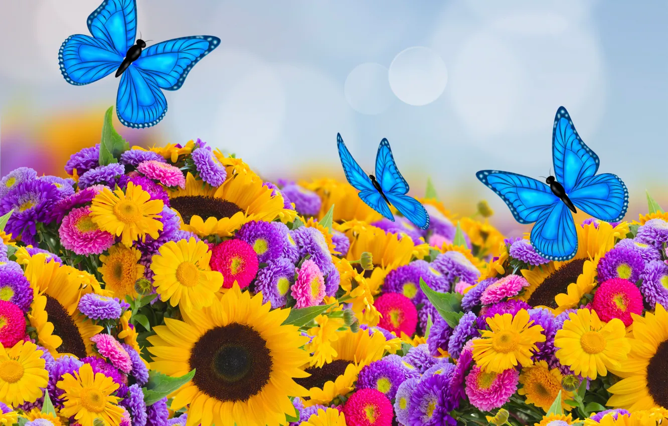 Фото обои бабочки, подсолнухи, весна, colorful, butterfly, beautiful, боке, астры