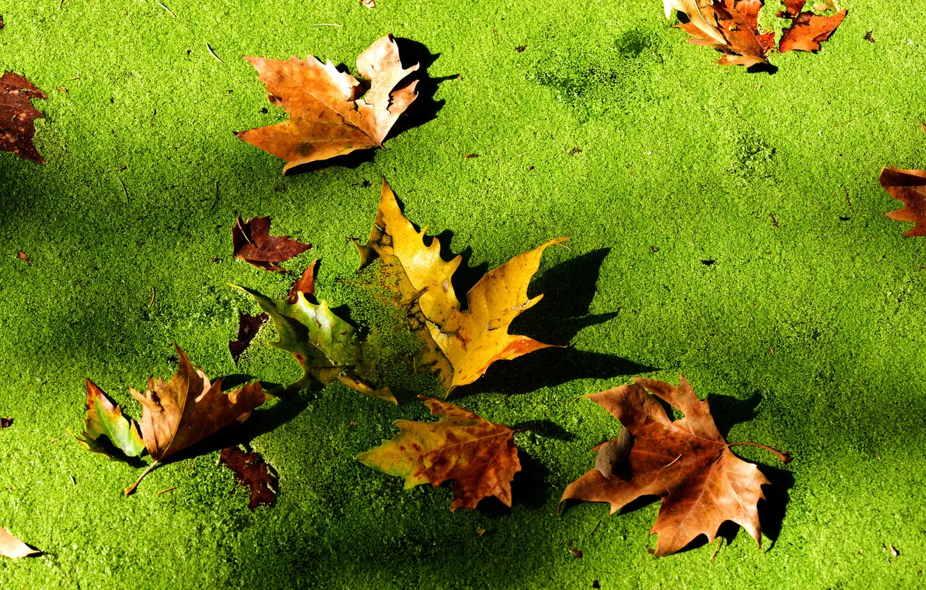 Фото обои осень, листья, макро, болото, тина