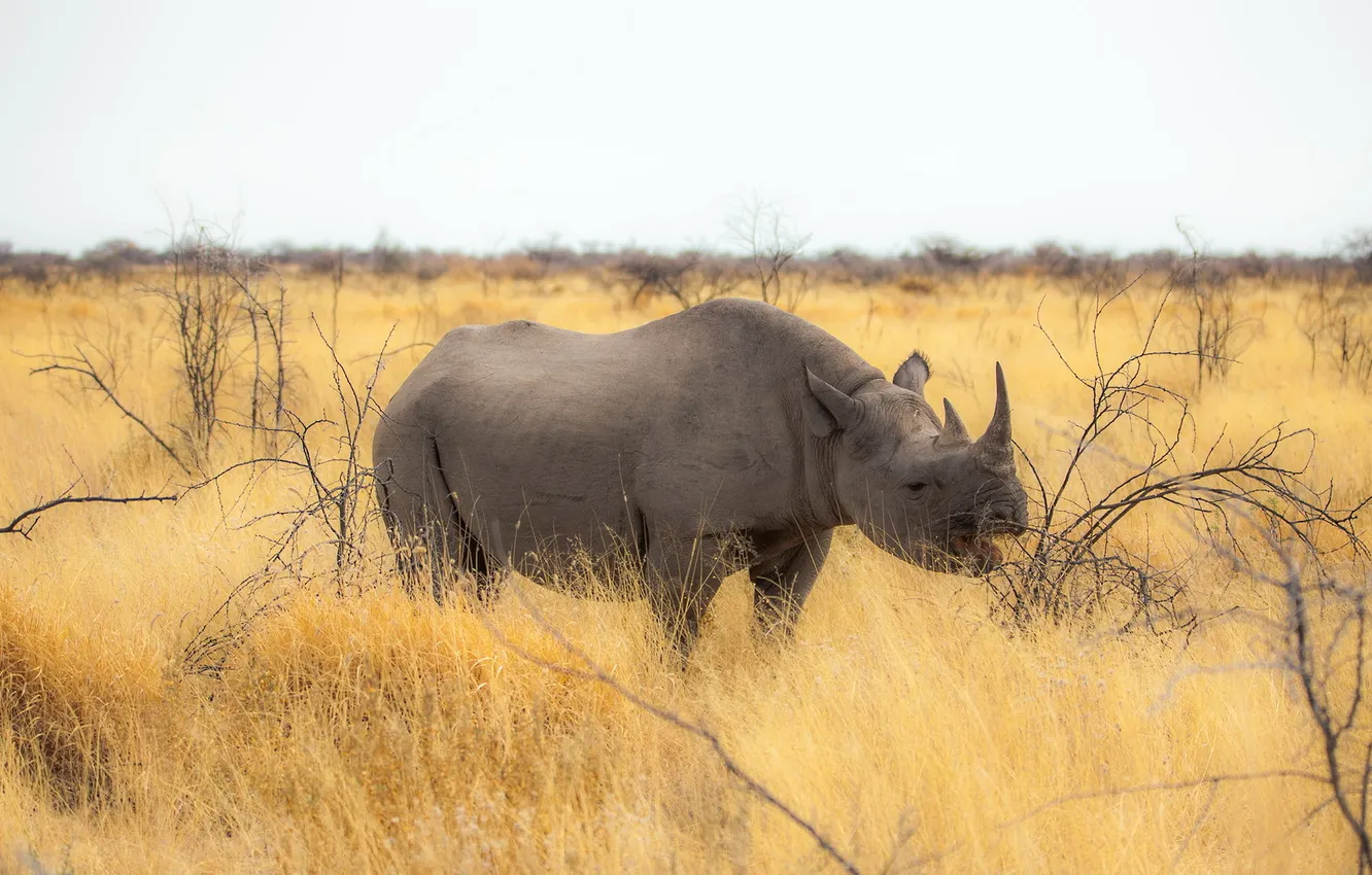 Фото обои природа, носорог, Афика